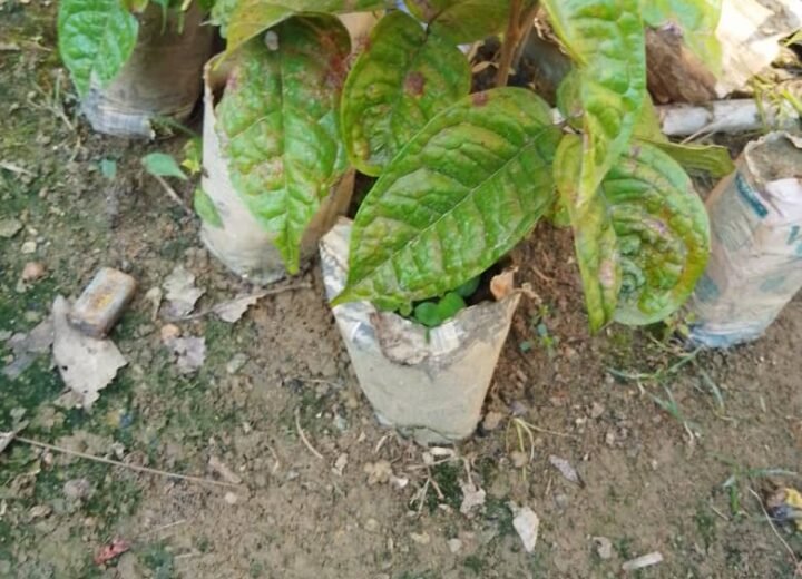Venta de Matas de todo tipo de árboles frutales