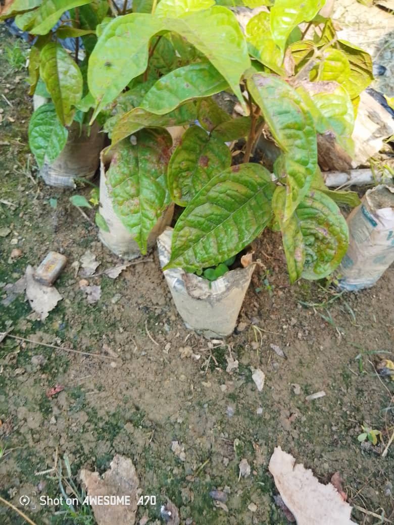 Venta de Matas de todo tipo de árboles frutales