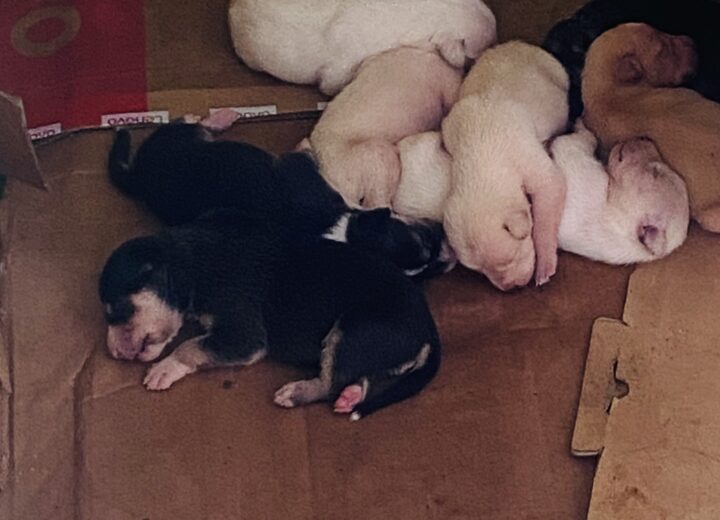 Perritos