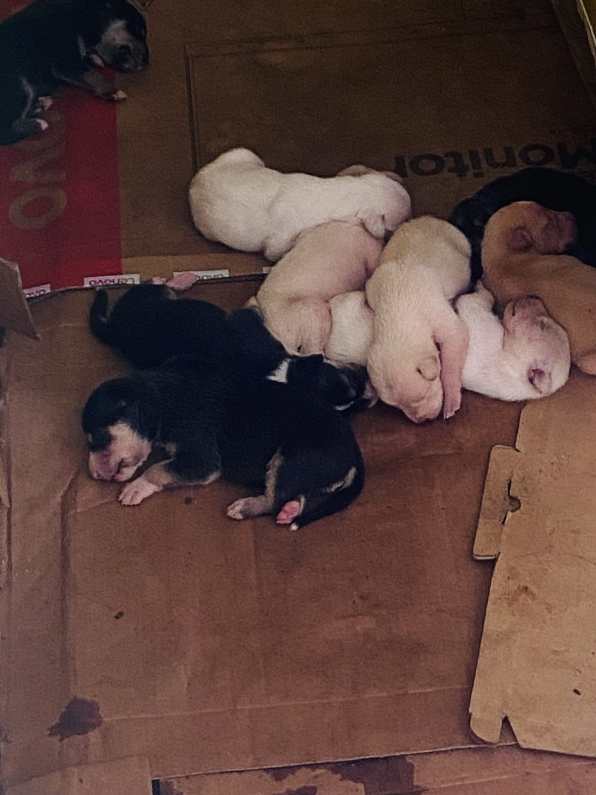 Perritos
